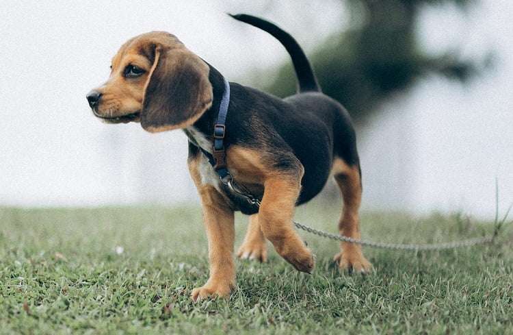 Beagle Mix Breeds Unveiling The World Of Beagle Crossbreeds