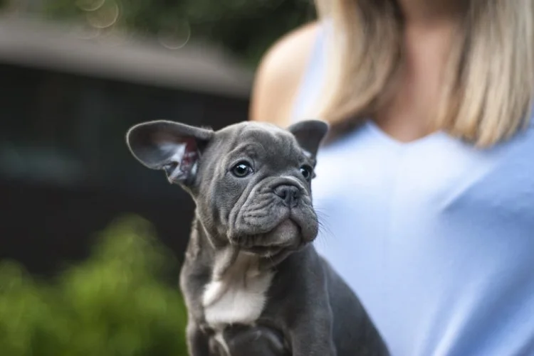 Blue French Bulldog-review