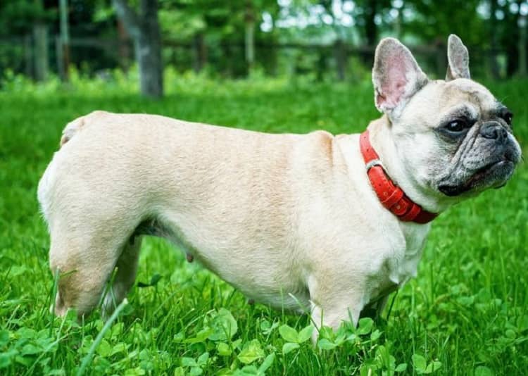 French Bulldog: Perfect Companion for Apartment Living - DCL