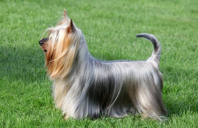 The Maltese Silky Terrier: A Hybrid Dog with Unique Qualities