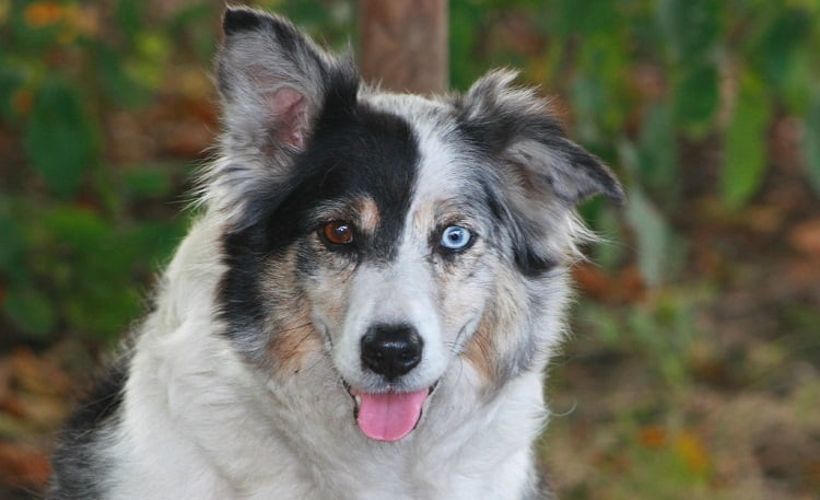 Meet the Stunning Blue Merle Border Collie: A Full Guide