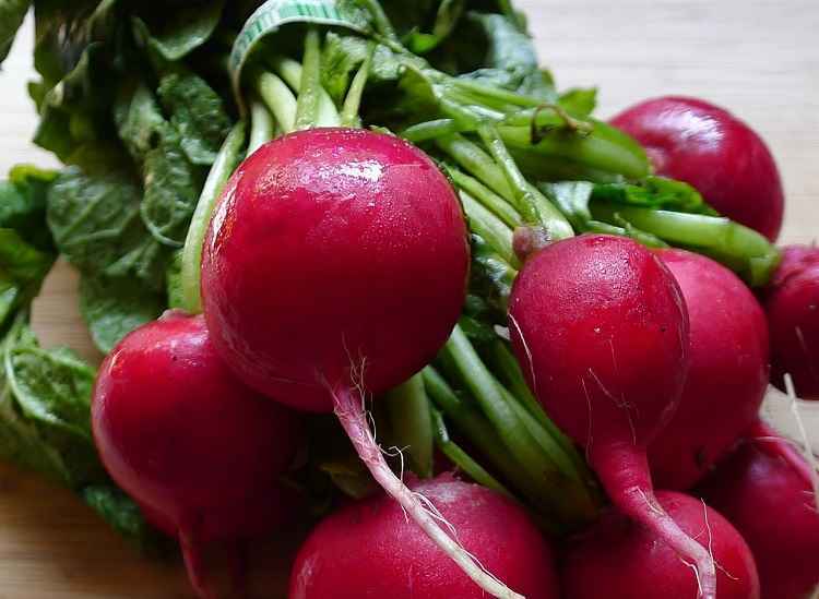 Can Dogs Eat Radishes? Understanding the Benefits & Risks DCL