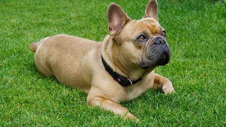 10 most popular small dog breeds