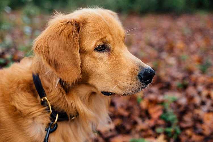 10 most popular dog breeds in the world