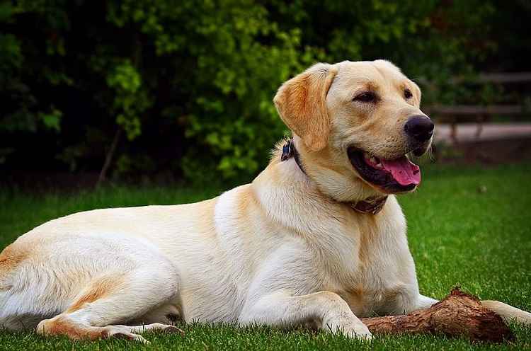 10 most popular dog breeds in usa