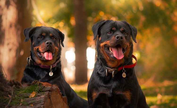 most popular dog breeds in usa 2022