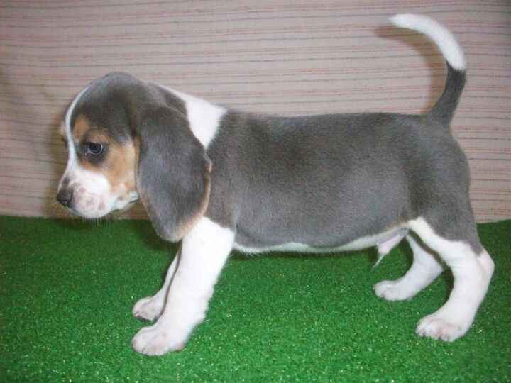 tri color beagle puppies for sale in indiana