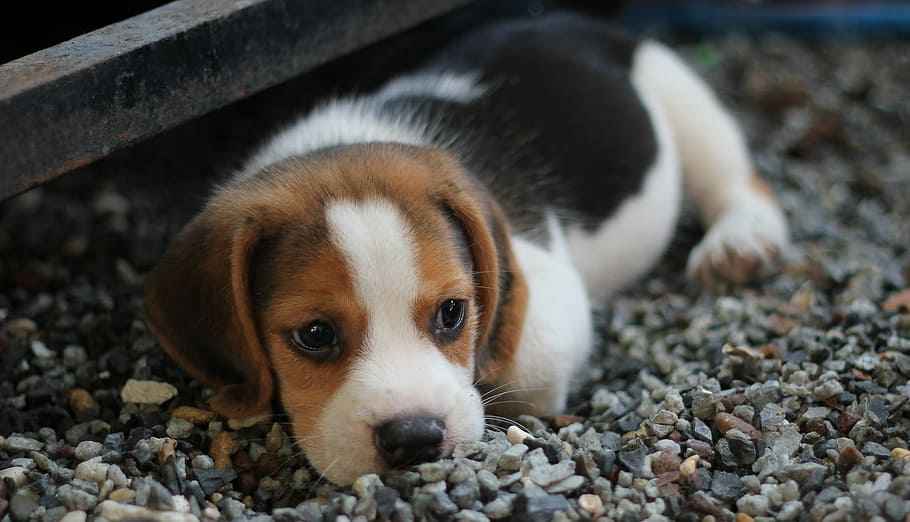 tri color beagle puppy for sale