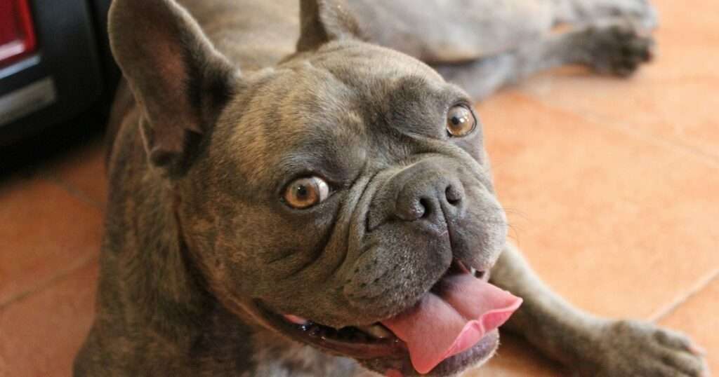 Exploring the Charm of Blue French Bulldog: Traits and Care